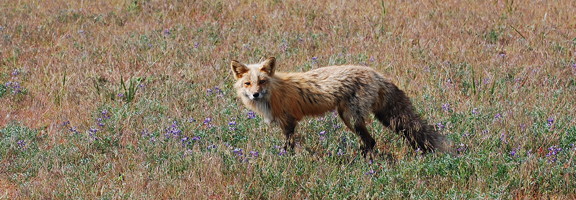 Island fox. Photo by Alex Shapiro.
